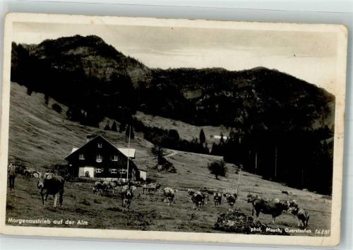Steibis Foto Mauch Morgenaustrieb auf der Alm Unterlauchalpe