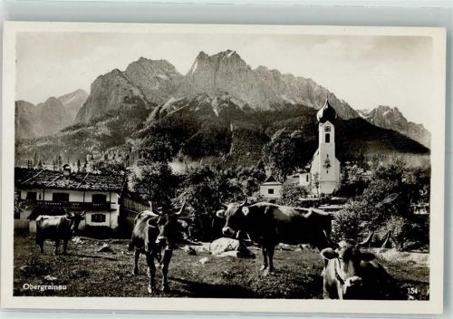 Obergrainau Kühe