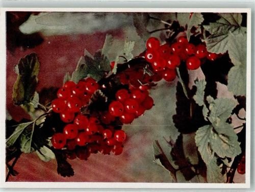 Rote Johannisbeeren