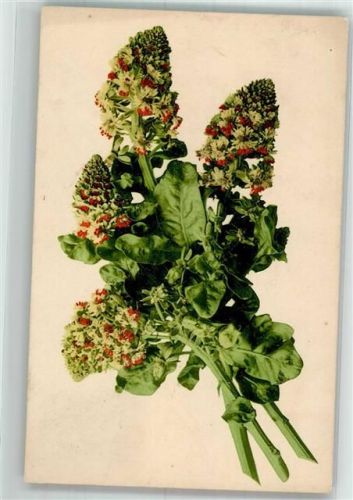 1910 Garten Resede Martin Rommel u. Co. 575
