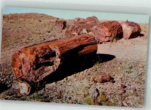 Versteinerte Holzstämme im Petrified Forest National Park Arizona USA