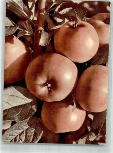 Rote Äpfel aus dem Thurgau