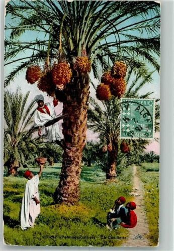 Alger 1911 Tracht Bananenpflanze Briefmarke Bildseite