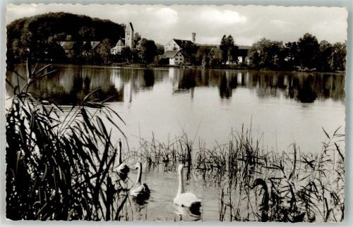 Weßling Wesslinger See Schwäne