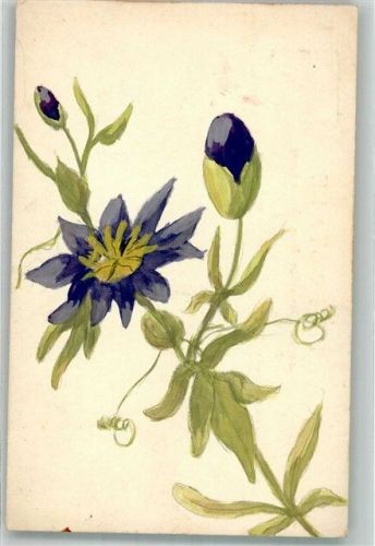 1906 Passionsblume