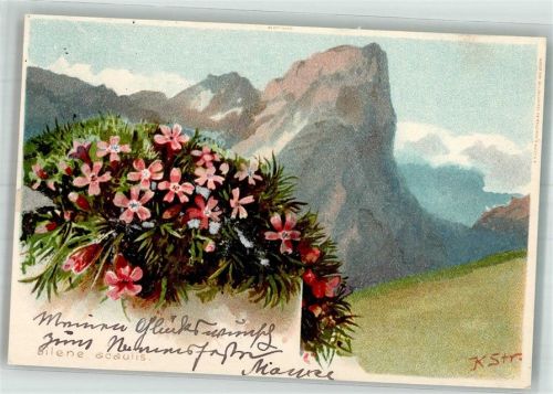 1900 Stängelloses Leimkraut Adelskorrespondenz
