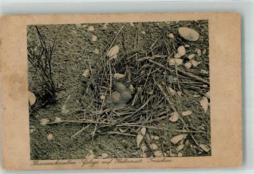 Helgoland 1926 Gelege von Flussseeschwalben Ort lt. Fotograf Weigold Naturschutz-Verlag Reihe I