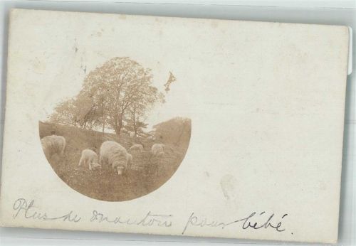 1904 Weidende Schafe unter einem alten Baum