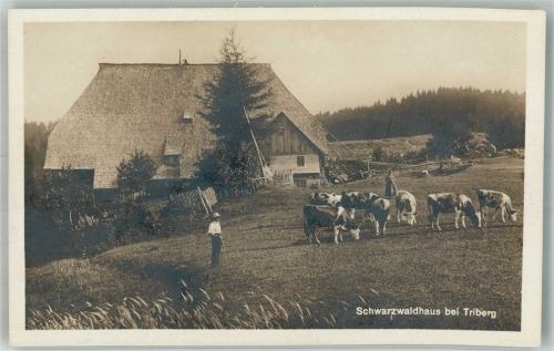 Triberg Schwarzwaldhaus Mann Frau Kühe