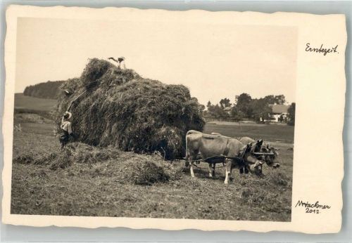 Foto M. Hackner Erntezeit
