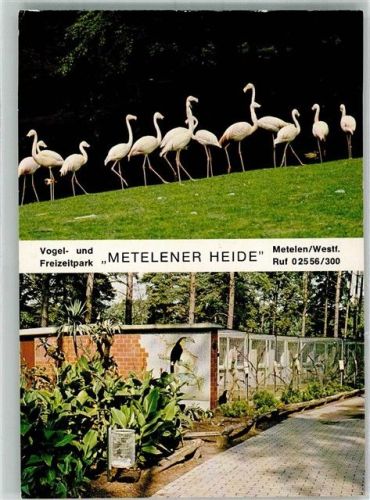 Metelen Vogel- und Freizeitpark Metelener Heide Flamingos Eintrittskarte