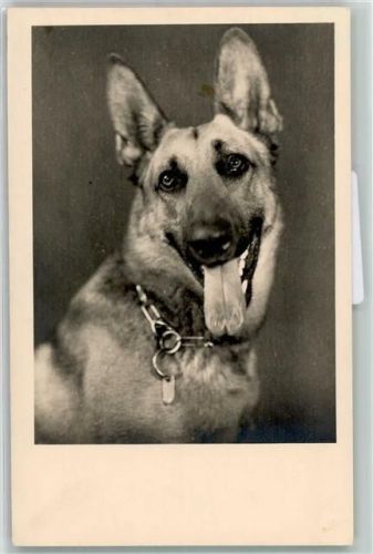 Schäferhund