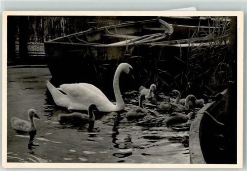 Schwan mit Nachwuchs