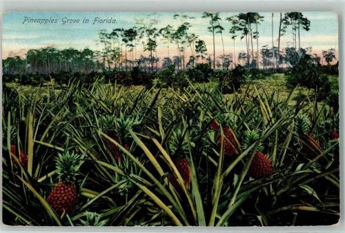 Pineapples Grove in Florida