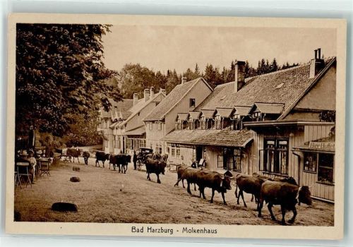 Bad Harzburg Molkenhaus Viehherde