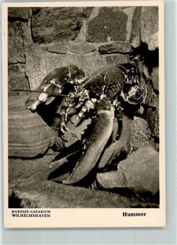 W2940 Wilhelmshaven Nordsee Aquarium Hummer AK Meerestier Foto AK