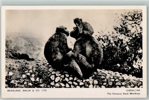 Gibraltar Rock Monkeys AK