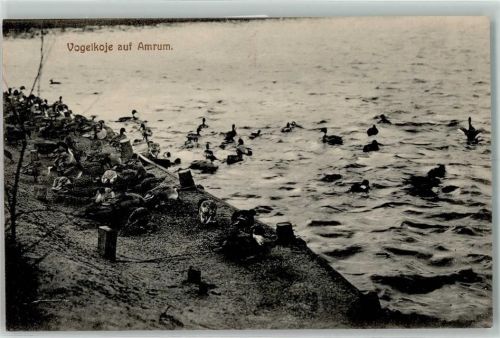 Amrum Vogelkoje