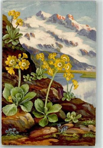 1931 Primula Auricula Verlag Gebr. Zürcher 568 AK