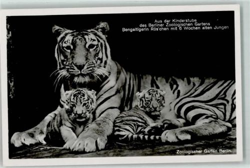 Berlin Mitte 1943 Verlag Zoo Berlin Aus der Kinderstube Bengaltiger WK II Werbestempel Nach Fliegerangriffen Privatgespräche unterlassen
