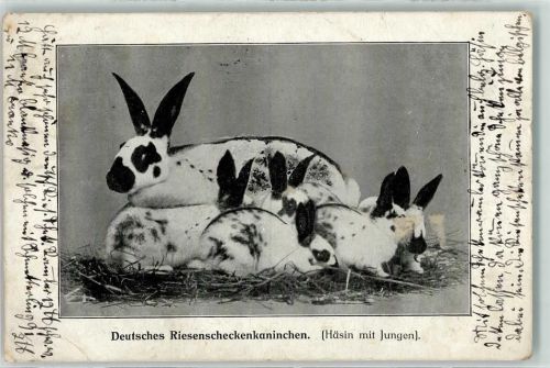 Kleintierzucht Riesenscheckenkanninchen AK Hase Gebrauchsspuren