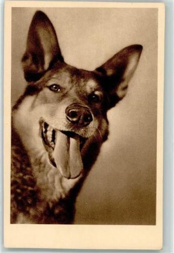 Tierschutz-Verein Wien AK Schäferhund