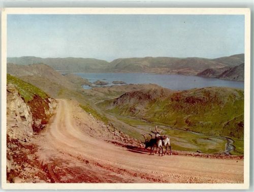 Nordkapp Rentier