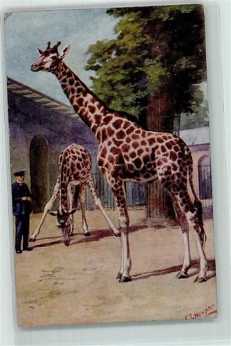 Giraffe im Zoo AK