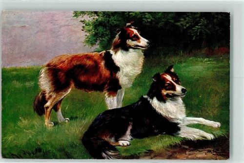 Collie T.S.N. Serie 537 Nr. 7 Schönian, A. Künstlerkarte