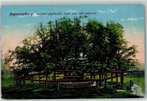 Augustusburg 1917 verkehrt gepflanzte Linde über400 Jahre alt