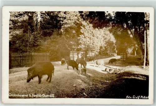 82031 W8021 Oberdill b München Gebrauchsspuren Wildschweine Eber Bachen und Frischlinge