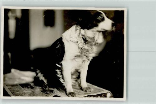 Border Collie
