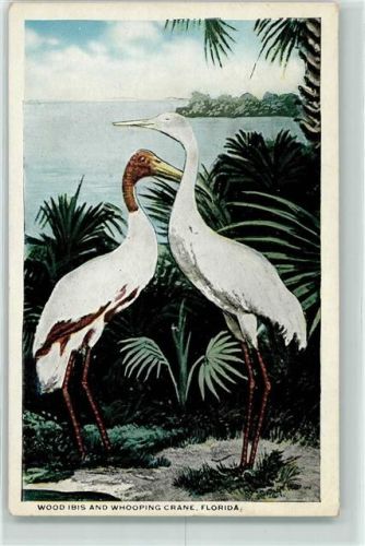 Schreikranich Holzstorch Florida
