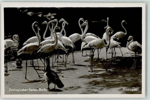 Flamingos