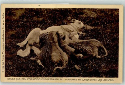 Tiergarten 1911 Hundedame mit Jungen Löwen und Leoparden