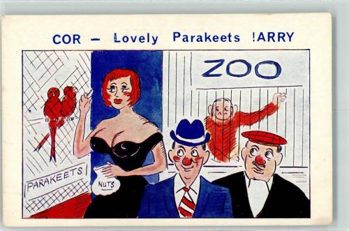 Homor Cor Lovely Parakeets Arry Affe