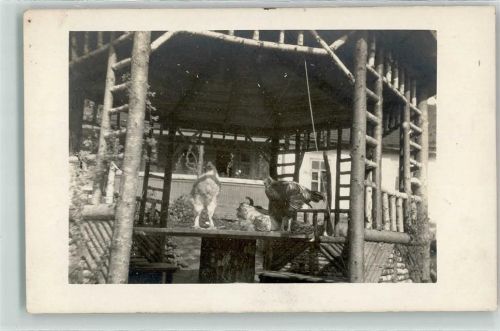 Privatfoto AK Hühner