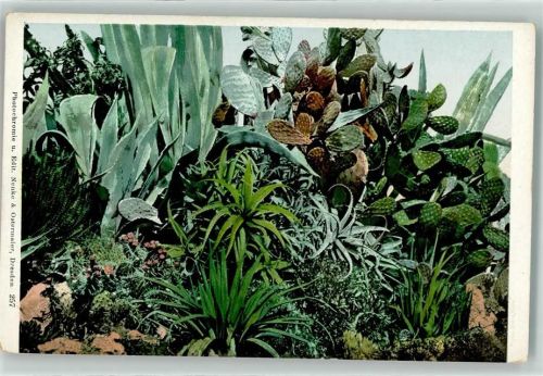 1902 Photochromie Nenke & Ostermaier Nr. 257