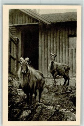 Wien Tharziege Himalaja Menagerie Schönbrunn