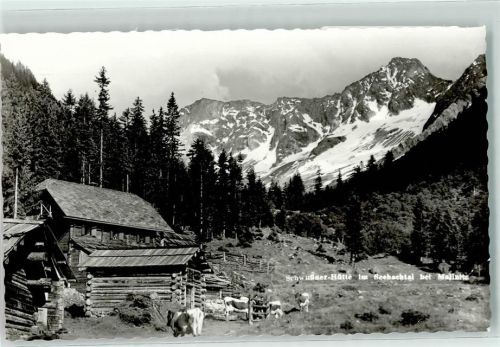 Schwußner Hütte Seebachtal Kühe Foto AK