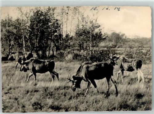 Königsberg Elche in der Nehrungswildnis