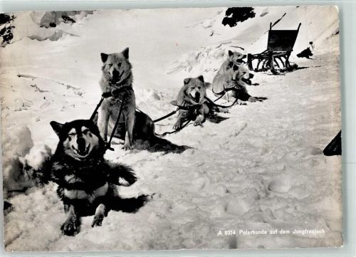 Polarhunde Jungfraujoch
