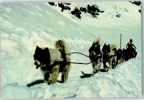 Polarhunde Jungfraujoch