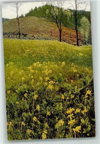 Arzneipflanzen VII. Folge Primula officinalis Primel Schlüsselblume