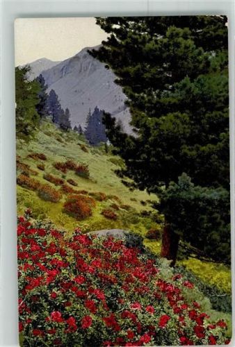 Rhododendron ferrugineum Pinus cembra Photochromie Nenke und Ostermaier Serie 508 Nr.784