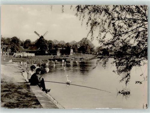 Werder An der Havel Schwäne Windmühle