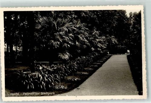 Liegnitz Palmen im Stadtpark