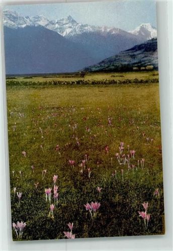 Arzneipflanzen VI. Folge Colchicum autumnale L. Herbstzeitlose