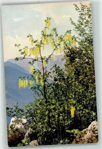 Arzneipflanzen XIX. Folge Cytisus Laburnum L. Gemeiner Bohnenstrauch