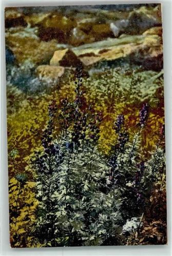 Arznei Pflanzen Folge I Aconitum Napellus L. Eisenhut Blauer Sturmhut